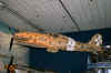 Macchi_C.202_Folgore.jpg (89419 octets)